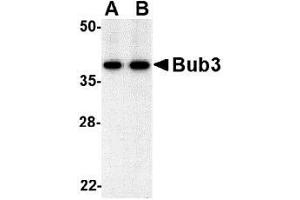 Western blot analysis of bub3 in Jurkat cell lysate with AP30173PU-N bub3 antibody at (A) 0. (BUB3 抗体  (C-Term, N-Term))