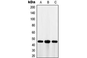 Western blot analysis of MAGEA1 expression in HT29 (A), A375 (B), Jurkat (C) whole cell lysates. (MAGEA1 抗体  (C-Term))