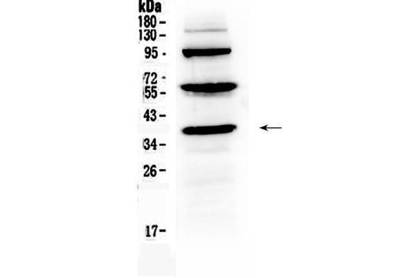 Thrombopoietin 抗体  (AA 22-259)