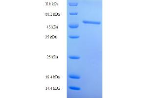 SDS-PAGE (SDS) image for Contactin Associated Protein 1 (CNTNAP1) (AA 26-356), (partial) protein (His-SUMO Tag) (ABIN5709305)