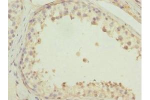 Immunohistochemistry of paraffin-embedded human testis tissue using ABIN7165329 at dilution of 1:100 (TMEM166 抗体  (AA 58-152))
