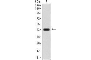 Western blot analysis using CBX4 mAb against human CBX4 (AA: 397-514) recombinant protein. (CBX4 抗体  (AA 397-514))
