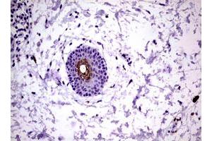 Image no. 1 for anti-Kallikrein 8 (KLK8) (AA 33-260) antibody (ABIN1491415) (Kallikrein 8 抗体  (AA 33-260))