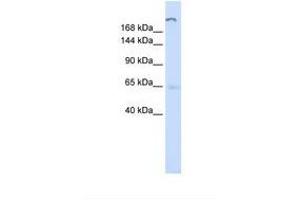 Image no. 1 for anti-ATPase, Class V, Type 10D (ATP10D) (AA 1154-1203) antibody (ABIN6749742)