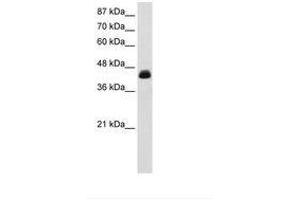Image no. 1 for anti-Transcription Elongation Factor A (SII), 3 (TCEA3) (AA 228-277) antibody (ABIN6735861) (TCEA3 抗体  (AA 228-277))