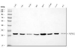 Western blot analysis of ECHS1 using anti-ECHS1 antibody (ABIN7599813).