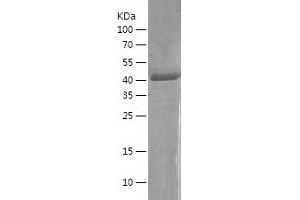 Western Blotting (WB) image for Kruppel-Like Factor 17 (KLF17) (AA 2-389) protein (His tag) (ABIN7287497) (KLF17 Protein (AA 2-389) (His tag))