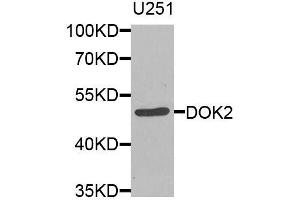 Western blot analysis of extracts of U-251MG cells, using DOK2 antibody (ABIN5974600) at 1/1000 dilution. (DOK2 抗体)
