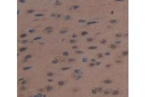 Immunohistochemistry (IHC) image for anti-Nitric Oxide Synthase 1, Neuronal (NOS1) (AA 468-616) antibody (ABIN1860025)