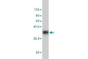 Western Blot detection against Immunogen (36. (MYST2 抗体  (AA 512-611))