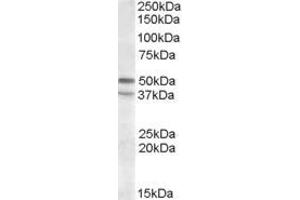 ABIN570980 (1µg/ml) staining of KELLY lysate (35µg protein in RIPA buffer). (HTR7 抗体  (C-Term))