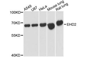 Western blot analysis of extracts of various cell lines, using EHD2 antibody.