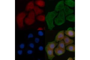ABIN6259325 and ABIN6275280 staining Hela cells by IF/ICC. (MT-ND1 抗体  (Internal Region))