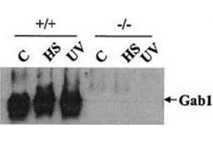 Western blot testing of Gab1 antibody: Wild-type (+/+) and Gab1-/- (-/-) cells were heat shocked (HS) at 42oC for 1 h or irradiated with UV-B light (400 J/m2) and then incubated at 37oC for 1 h. (GAB1 抗体)