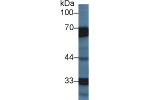 Detection of HCII in Porcine Lung lysate using Polyclonal Antibody to Heparin Cofactor II (HCII)