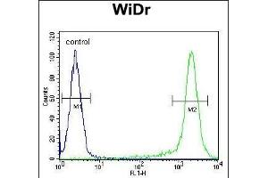 AC1L2 Antibody (N-term) (ABIN654847 and ABIN2844513) flow cytometric analysis of WiDr cells (right histogr) compared to a negative control cell (left histogr). (AMAC1L2 抗体  (N-Term))