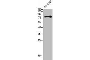 Western blot analysis of SH-SY5Y lysis using HGF antibody. (HGF 抗体  (Internal Region))