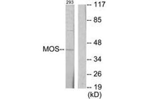 Western blot analysis of extracts from 293 cells, using MOS Antibody. (MOS 抗体  (AA 61-110))
