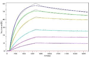 CHI3L1 Recombinant Monoclonal Antibody  captured on Protein A Chip can bind Recombinant Human CHI3L1 with an affinity constant of 2.