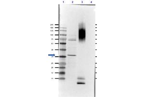 Western Blot of Rabbit Anti-Glucagon Antibody. (Glucagon 抗体)