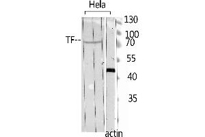 Western Blot analysis of hela using TF Polyclonal Antibody.