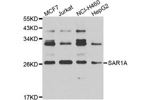 Western blot analysis of extracts of various cell lines, using SAR1A antibody (ABIN4905086) at 1:1000 dilution.