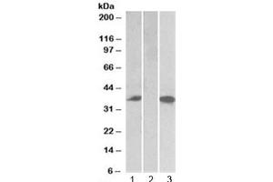 Western blot testing of HEK293 lysate overexpressing human Chymase-FLAG with Chymase antibody (0. (CMA1 抗体)