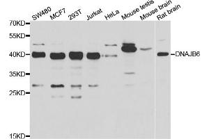 Western blot analysis of extracts of various cell lines, using DNAJB6 antibody (ABIN5974242) at 1/1000 dilution. (DNAJB6 抗体)