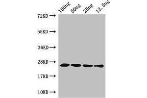 Western Blot Positive WB detected in Recombinant protein All lanes: hfb1 antibody at 4 μg/mL Secondary Goat polyclonal to rabbit IgG at 1/50000 dilution predicted band size: 25 kDa observed band size: 25 kDa (CPLX2 抗体  (AA 23-97))