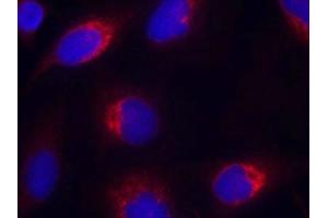 Immunofluorescence staining of methanol-fixed Hela cells using Ephrin-B2(Ab-330) Antibody. (Ephrin B2 抗体)