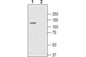 Western Blotting (WB) image for anti-Solute Carrier Family 4, Sodium Bicarbonate Cotransporter, Member 4 (SLC4A4) (AA 672-685), (Extracellular) antibody (ABIN7043728)