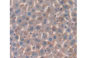 IHC-P analysis of Mouse Tissue, with DAB staining. (IL17 Receptor B 抗体  (AA 310-499))