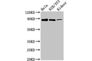 Western Blot Positive WB detected in: Hela whole cell lysate, NIH/3T3 whole cell lysate, Rat kidney tissue All lanes: PTPN12 antibody at 7. (PTPN12 抗体  (AA 539-714))