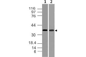 Image no. 1 for anti-TWIST Neighbor (TWISTNB) (AA 28-257) antibody (ABIN5027613) (TWIST Neighbor 抗体  (AA 28-257))