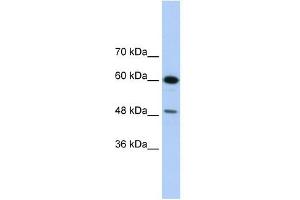 DAZAP1 antibody used at 1. (DAZAP1 抗体  (C-Term))