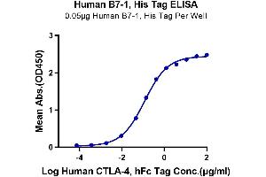 ELISA image for CD80 (CD80) (AA 35-242) protein (His-Avi Tag) (ABIN7273893)