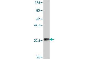 Western Blot detection against Immunogen (35. (ATE1 抗体  (AA 1-87))