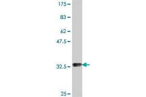 Western Blot detection against Immunogen (35.