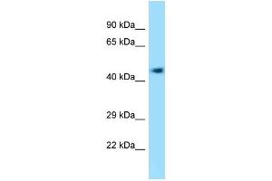 WB Suggested Anti-4732418C07Rik Antibody Titration: 1. (KIAA0494 抗体  (C-Term))