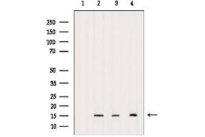 Western blot analysis of extracts from various samples, using Histone H2A. (H2AFX 抗体)