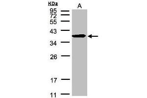 WB Image Sample(30 μg of whole cell lysate) A:HeLa S3, 12% SDS PAGE antibody diluted at 1:500 (ERLIN2 抗体  (C-Term))