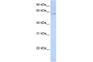 WB Suggested Anti-EIF3EIP Antibody Titration:  0. (EIF3L 抗体  (N-Term))