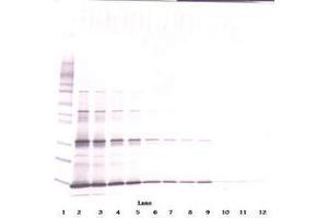 Image no. 7 for anti-Leptin (LEP) antibody (ABIN465530) (Leptin 抗体)