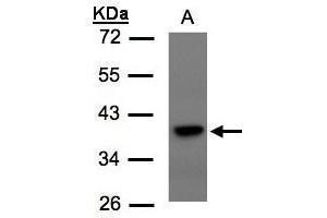 WB Image Sample(30 μg of whole cell lysate) A:293T 10% SDS PAGE antibody diluted at 1:1500 (TCF19 抗体  (C-Term))