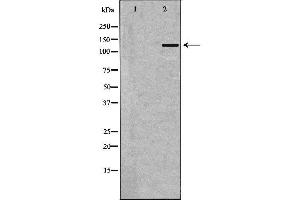 Western blot analysis of MCF7  using AMBRA1 antibody. (AMBRA1 抗体  (C-Term))