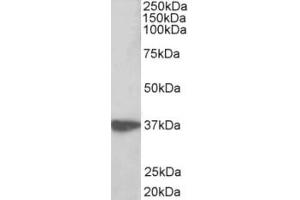 Western Blotting (WB) image for anti-Aminoacyl tRNA Synthetase Complex-Interacting Multifunctional Protein 1 (AIMP1) (AA 593-606) antibody (ABIN2465096) (AIMP1 抗体  (AA 593-606))