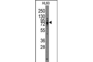 Western blot analysis of TRPV3 Antibody (C-term) (ABIN388190 and ABIN2850503) in HL60 cell line lysates (35 μg/lane).