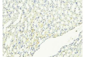 ABIN6268950 at 1/100 staining Mouse kidney tissue by IHC-P. (Dematin 抗体  (C-Term))