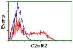 Image no. 3 for anti-Chromosome 2 Open Reading Frame 62 (C2orf62) antibody (ABIN1497052) (C2orf62 抗体)