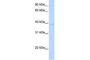 LOC650515 antibody used at 0. (ALG1L3P 抗体  (C-Term))